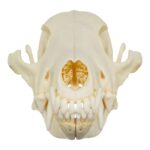 Real Coyote Skull