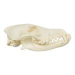 Real Coyote Skull