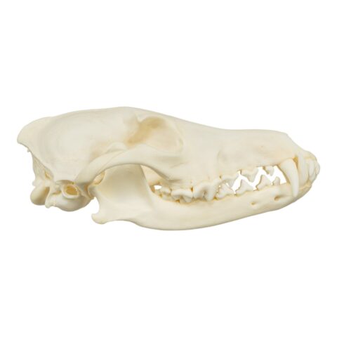 Real Coyote Skull