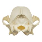 Real Coyote Skull