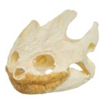Real Snapping Turtle Skull – Extra Large
