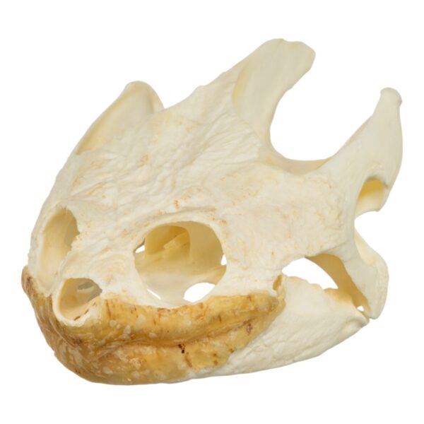 Real Snapping Turtle Skull – Extra Large
