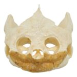 Real Snapping Turtle Skull – Extra Large