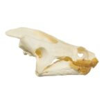 Real Snapping Turtle Skull – Extra Large
