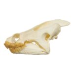 Real Snapping Turtle Skull – Extra Large