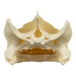 Real Snapping Turtle Skull – Extra Large
