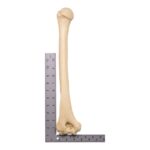 Replica Sumatran Orangutan Humerus