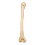 Replica Sumatran Orangutan Humerus
