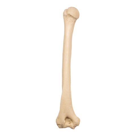 Replica Sumatran Orangutan Humerus