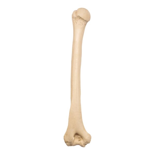 Replica Sumatran Orangutan Humerus
