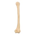 Replica Sumatran Orangutan Humerus