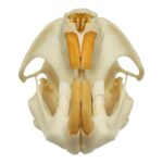 Real Muskrat Skull