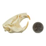 Real Muskrat Skull