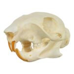 Real Tree Squirrel Skull