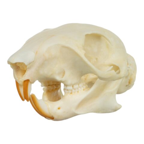 Real Tree Squirrel Skull