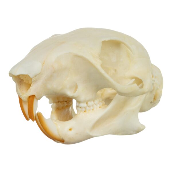 Real Tree Squirrel Skull