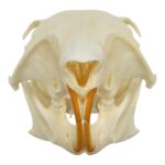 Real Tree Squirrel Skull