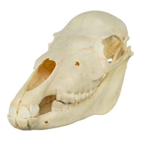 Real Miniature Horse Skeleton - Disarticulated