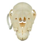 Real Miniature Horse Skeleton – Disarticulated