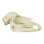 Real Miniature Horse Skeleton – Disarticulated