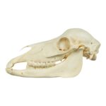 Real Miniature Horse Skeleton – Disarticulated