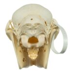 Real Miniature Horse Skeleton – Disarticulated