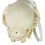 Real Miniature Horse Skeleton – Disarticulated