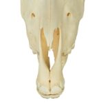 Real Miniature Horse Skeleton – Disarticulated
