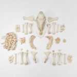Real Miniature Horse Skeleton – Disarticulated