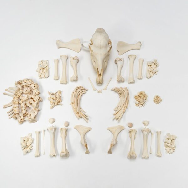 Real Miniature Horse Skeleton – Disarticulated