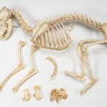 Real Domestic Dog Skeleton – Partially Articulated