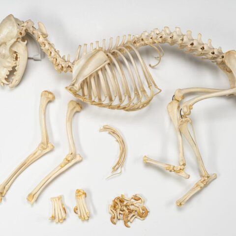 Real Domestic Dog Skeleton - Partially Articulated