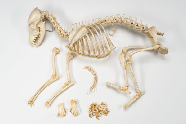 Real Domestic Dog Skeleton – Partially Articulated