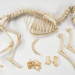 Real Domestic Dog Skeleton – Partially Articulated