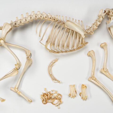 Real Domestic Dog Skeleton - Partially Articulated
