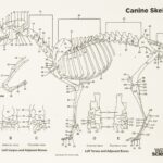 Real Domestic Dog Skeleton – Partially Articulated