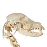 Real Domestic Dog Skeleton – Partially Articulated