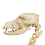 Real Domestic Dog Skeleton – Partially Articulated
