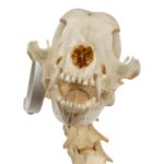 Real Domestic Dog Skeleton – Partially Articulated