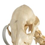 Real Domestic Dog Skeleton – Partially Articulated