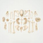 Real Research Quality Human Skeleton – Disarticulated – 4535 g