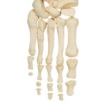Real Research Quality Human Skeleton – Disarticulated – 4535 g