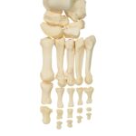 Real Research Quality Human Skeleton – Disarticulated – 4535 g