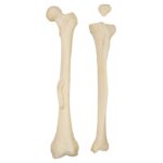 Real Research Quality Human Skeleton – Disarticulated – 4535 g