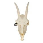 Real Domestic Goat Skull With Mandible – No Horns