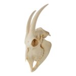 Real Domestic Goat Skull With Mandible – No Horns