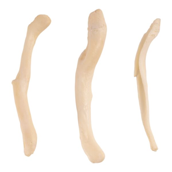 Real Baculum Set – Domestic Dog and River Otter