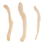 Real Baculum Set – Domestic Dog and River Otter