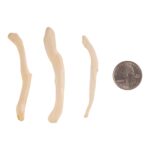 Real Baculum Set – Domestic Dog and River Otter