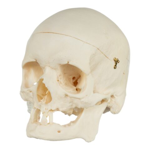 Real Research Quality Human Skeleton - Disarticulated - 4535 g